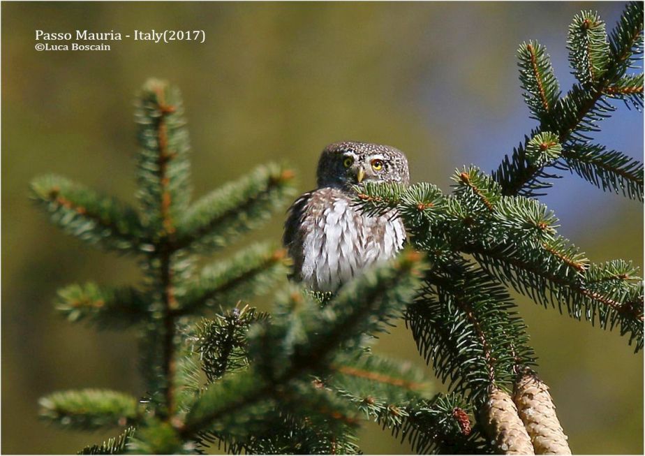 Pygmy Owls in the Cadore