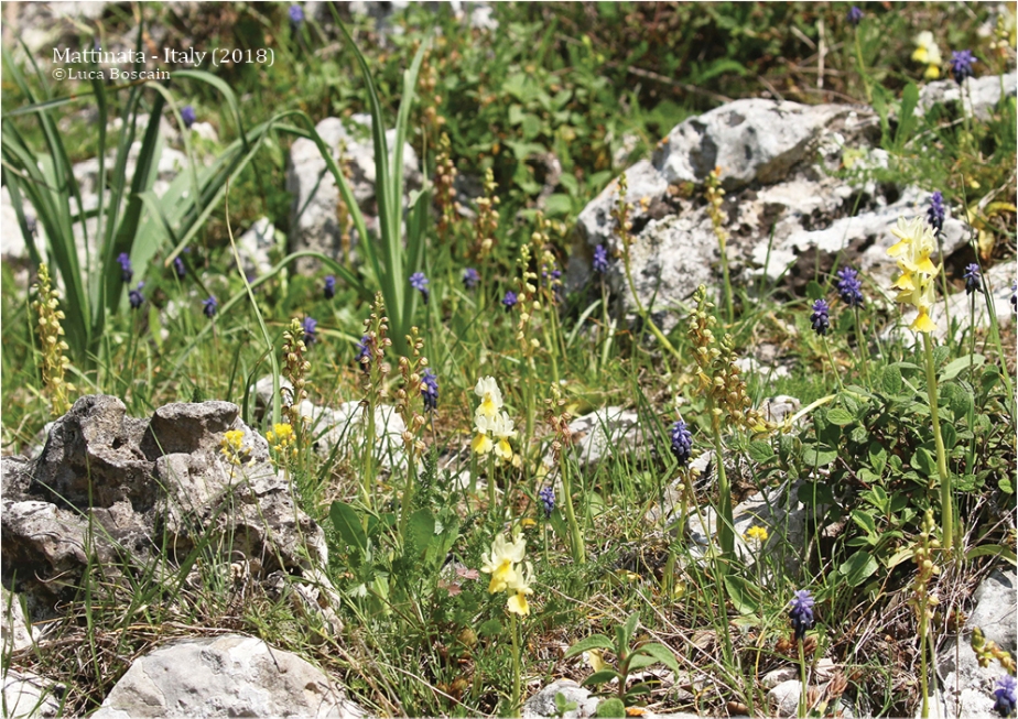 Man (Orchis anthropophora) and Few-flowered Orchids (Orchis pauciflora)