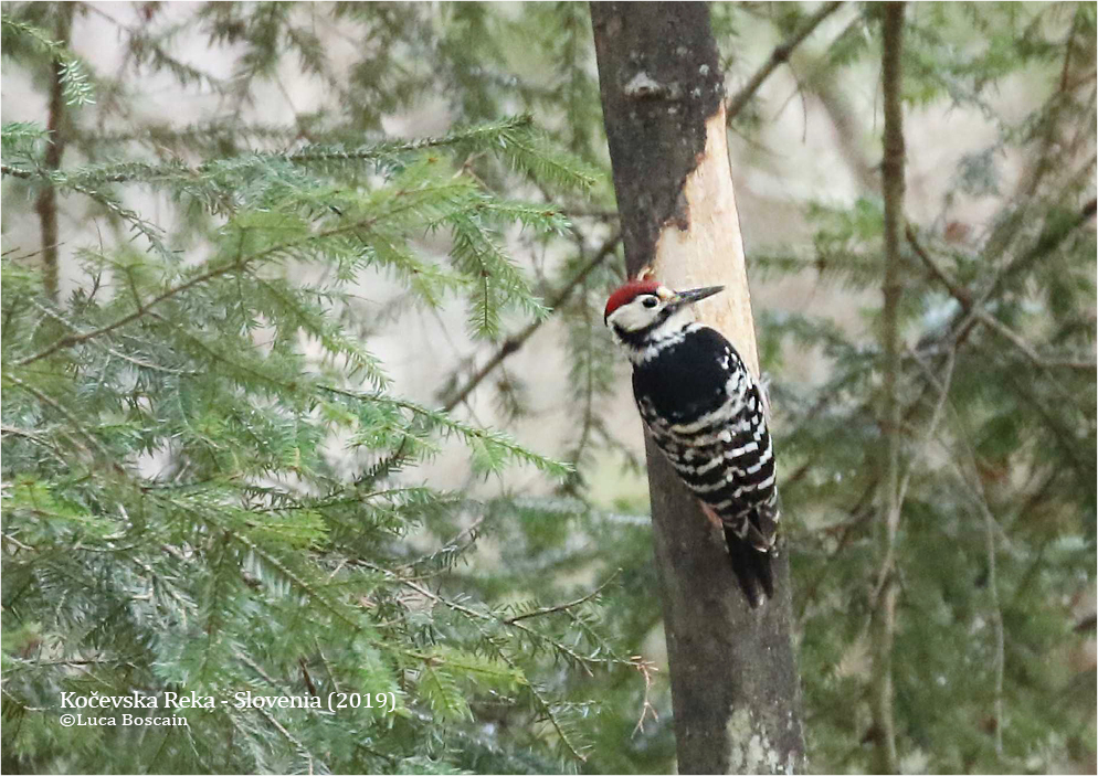 White-backed Woodpecker (Dendrocopos leucotos lilfordi)