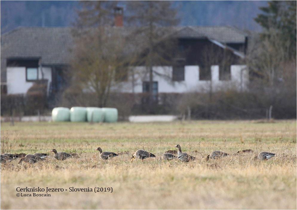White-fronted Geese (Anser albifrons)