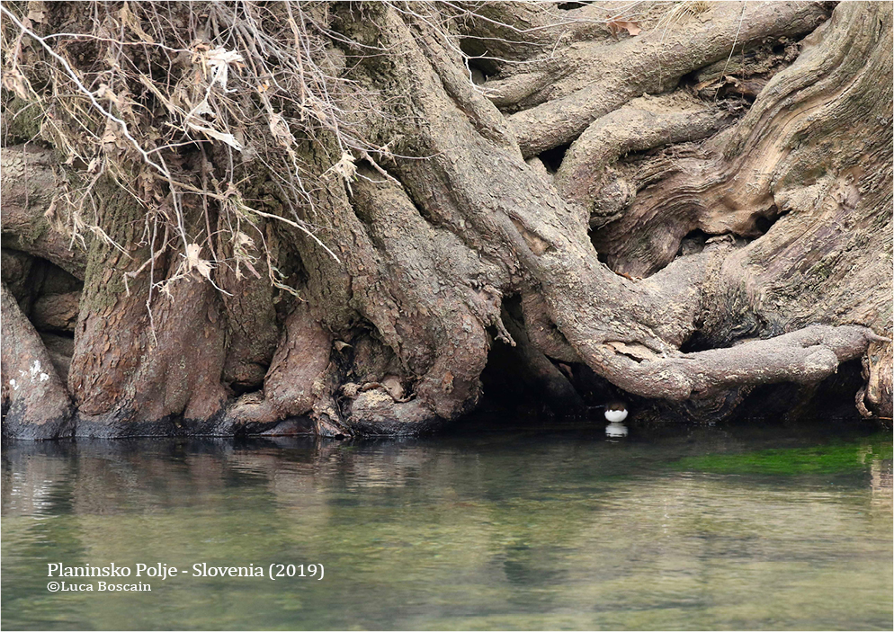 Nice shelter of a White-throated Dipper (Cinclus cinclus) under the roots 